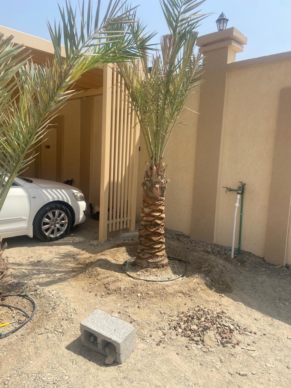 نخل 

النوع : شيشي 
العمر : غير معروف 
العدد : 2 


السعر : 700 درهم غير شامل التوصيل 

رسوم التوصيل: على حسب المنطقة 

للتواصل واتس أب: 0565887998