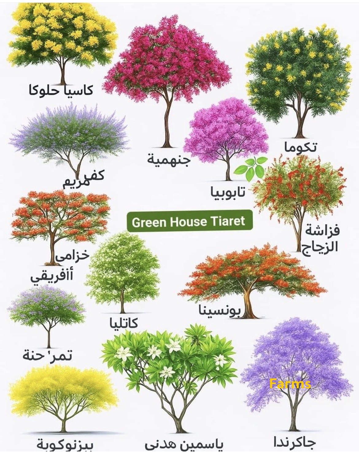 سلسلة اسماء وصور الاشجار 1