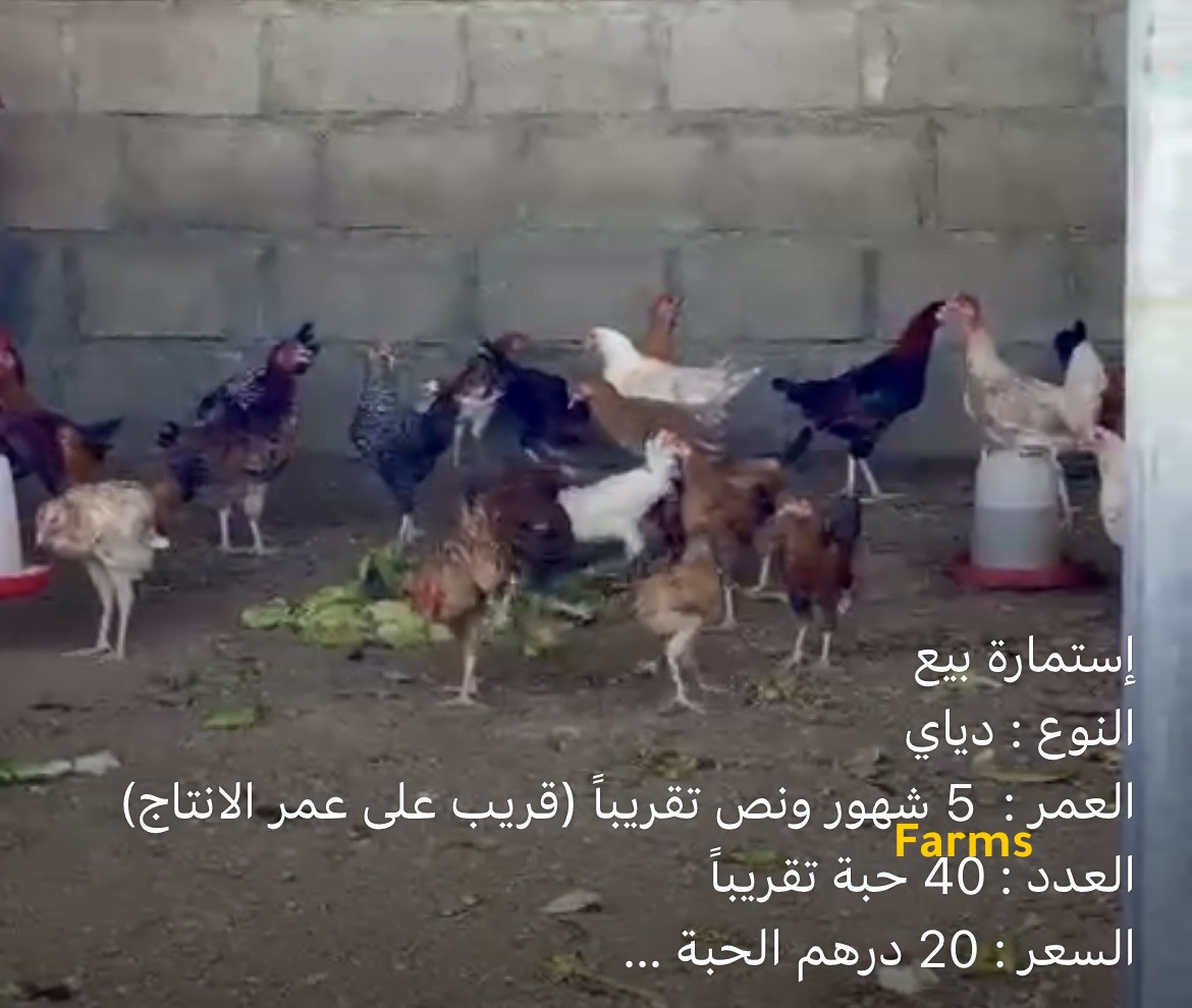 دجاج مكس بعمر 5.5 اشهر قريب الانتاج