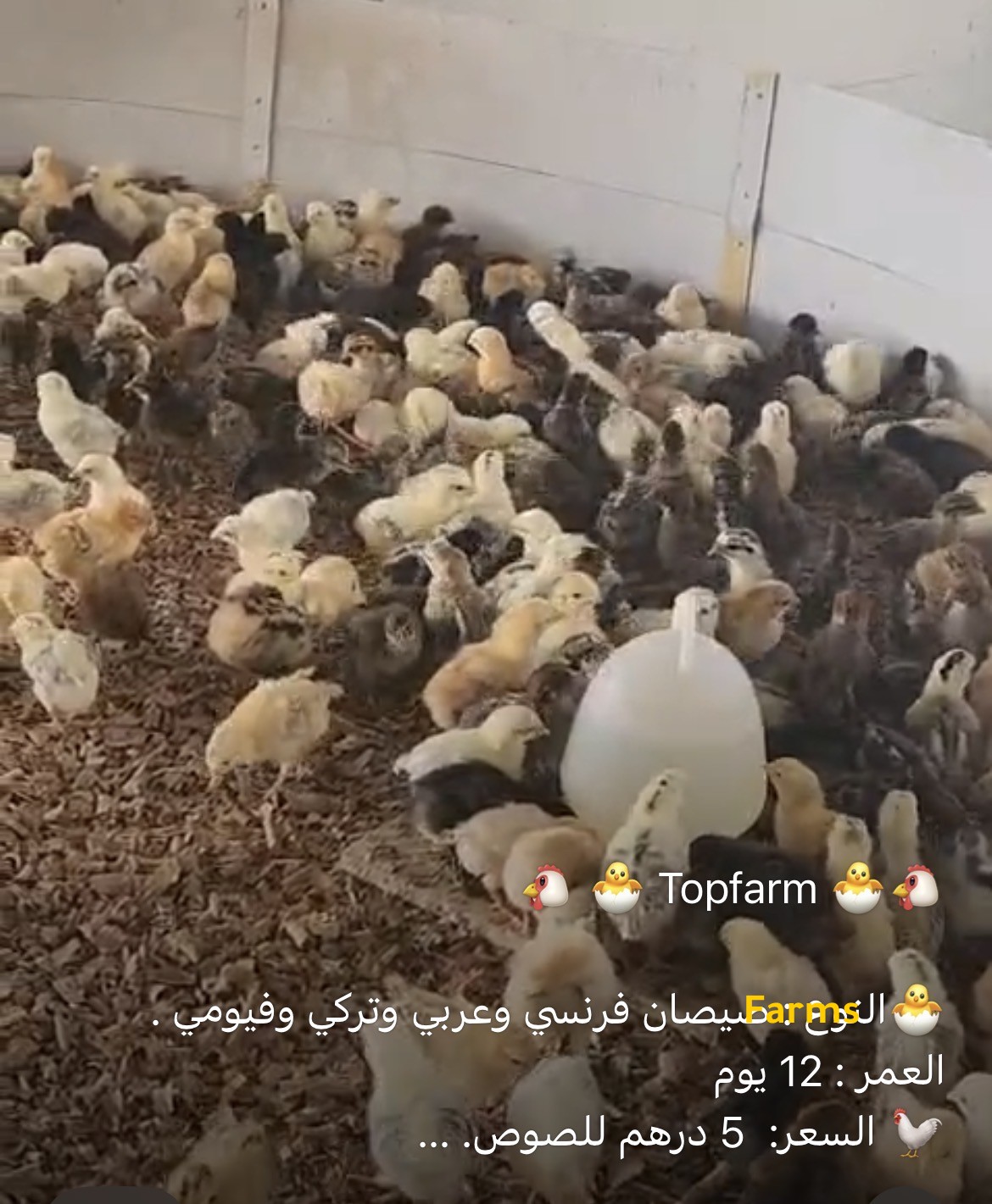 صيصان دجاج مكس