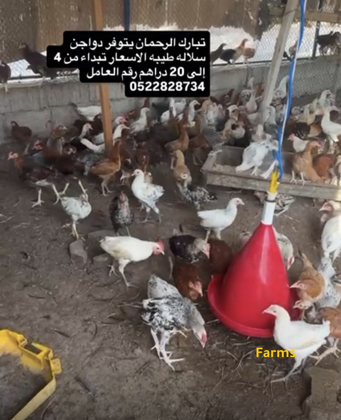 دجاج محلي ومهجن