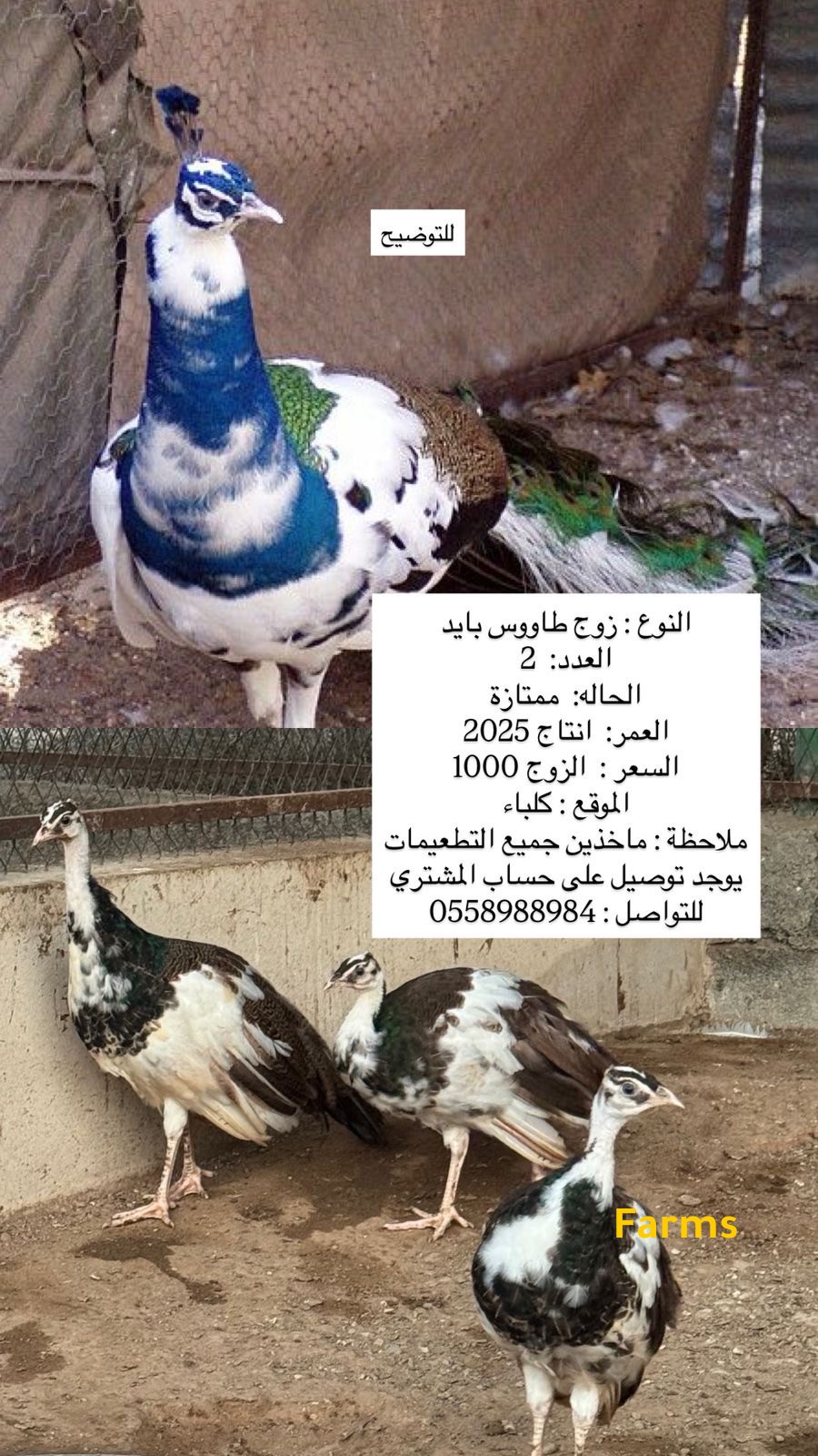 زوج طاووس بايد