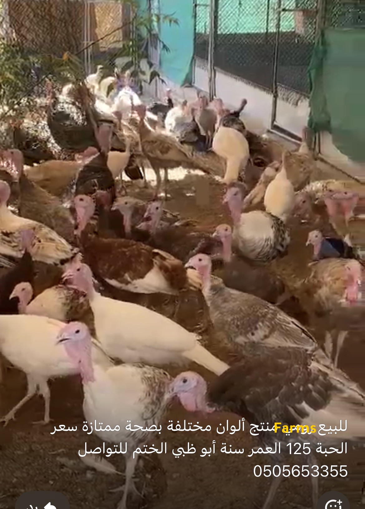 رومي منتج للبيع