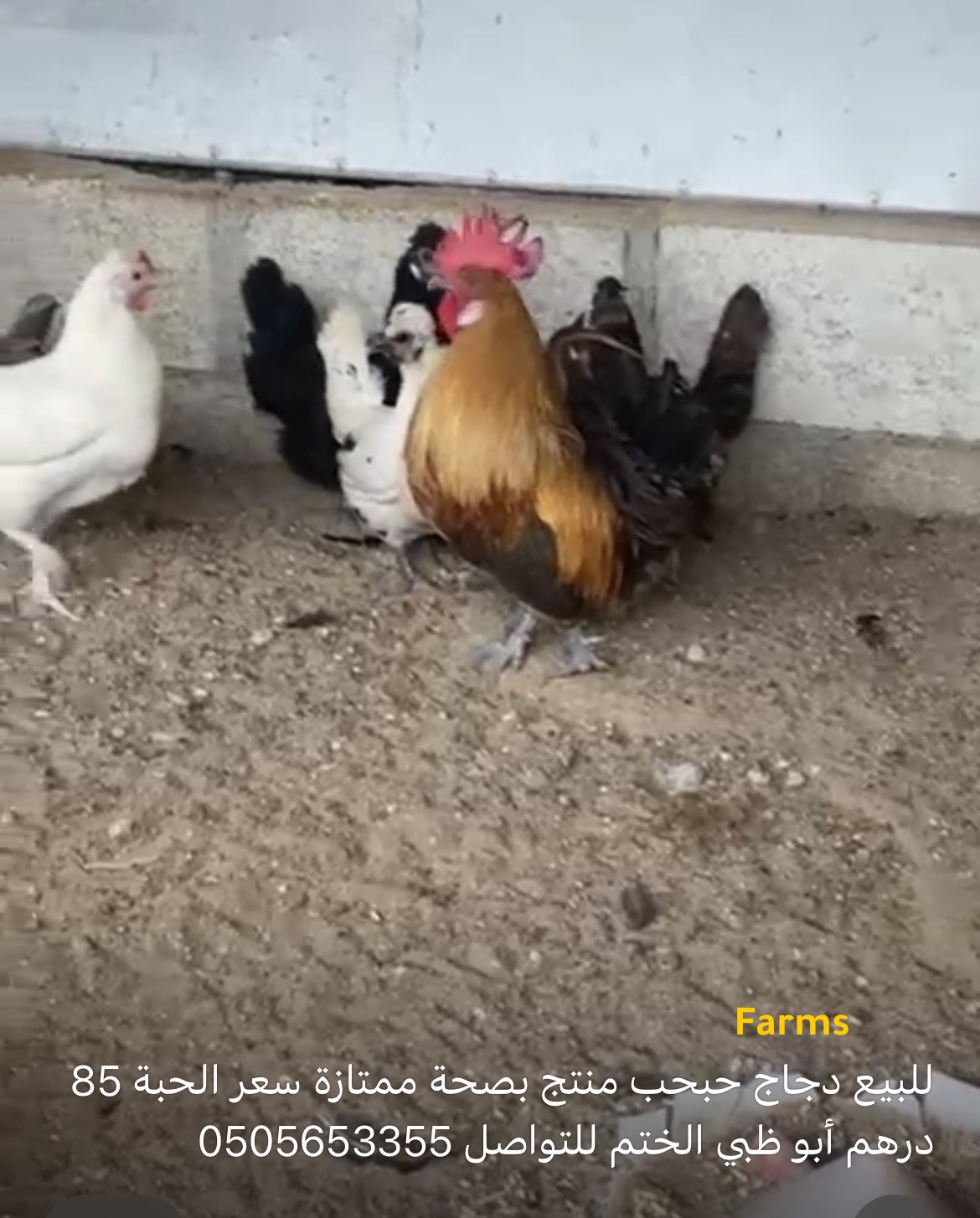 دجاج حبحب منتج