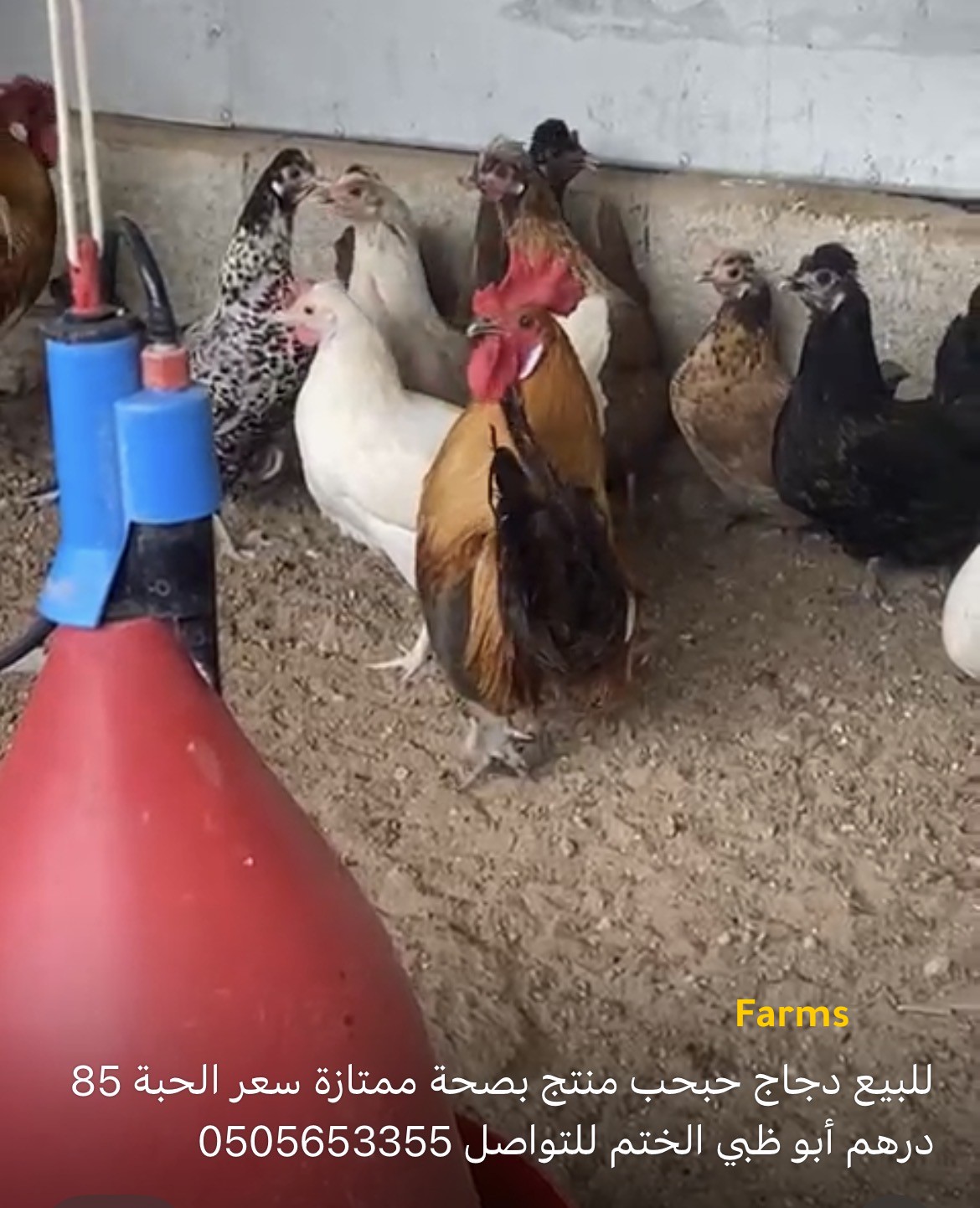 دجاج حبحب منتج