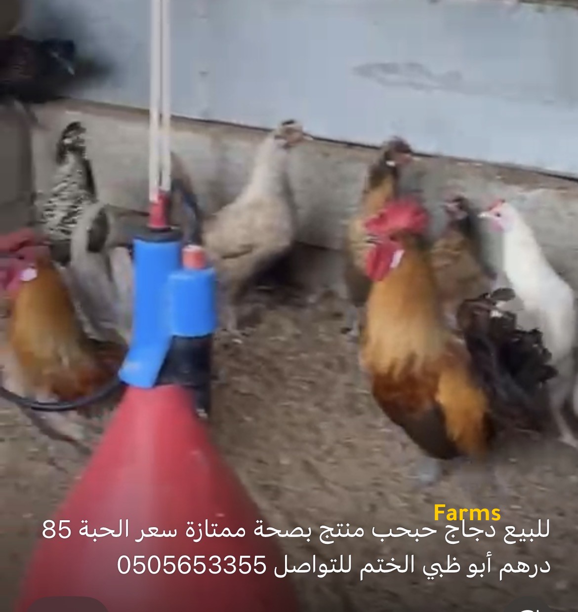 دجاج حبحب منتج