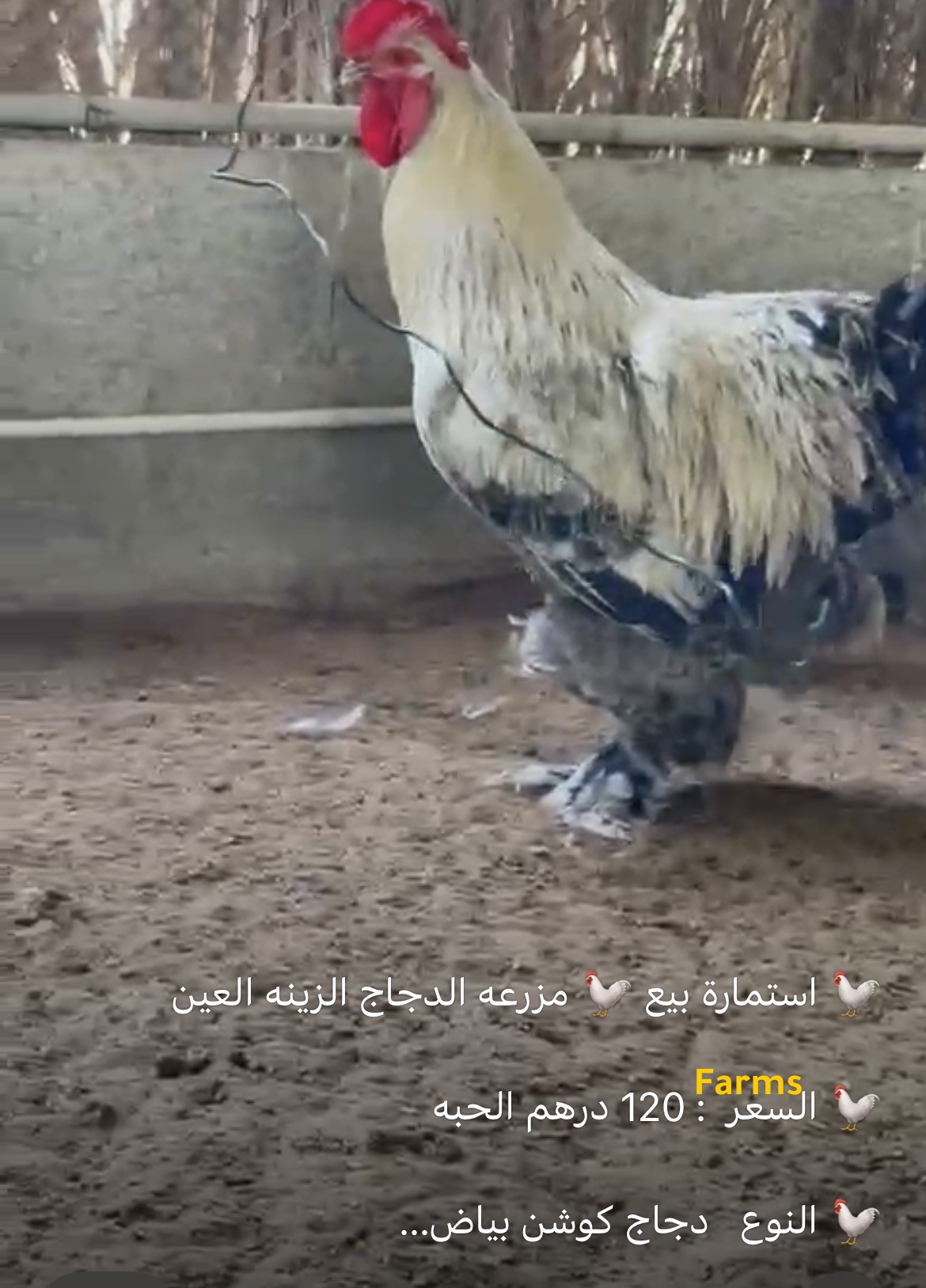 دجاج كوشن منتج