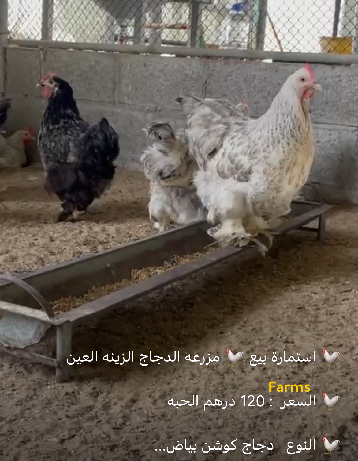 دجاج كوشن منتج