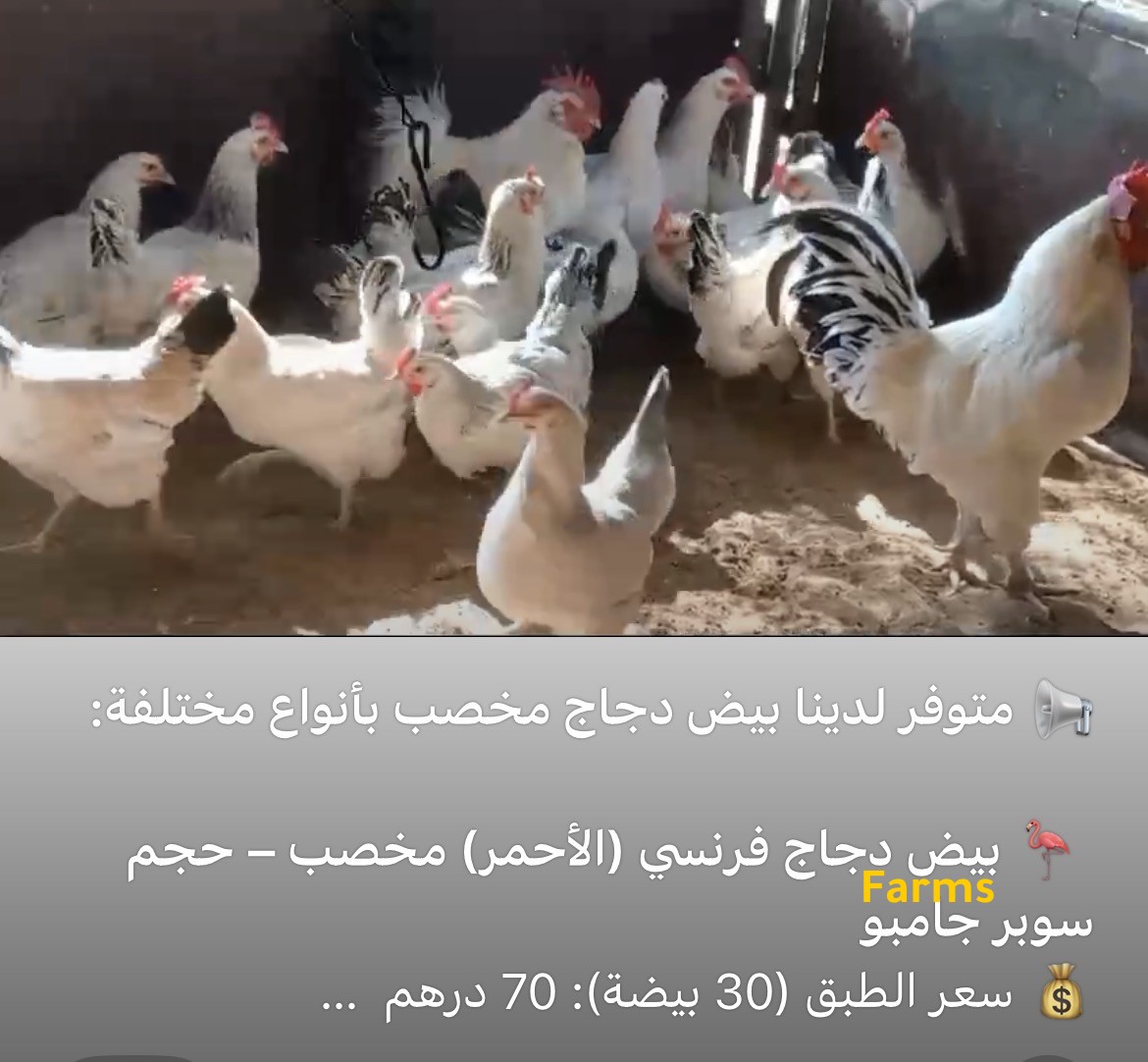 بيض دجاج مخصب