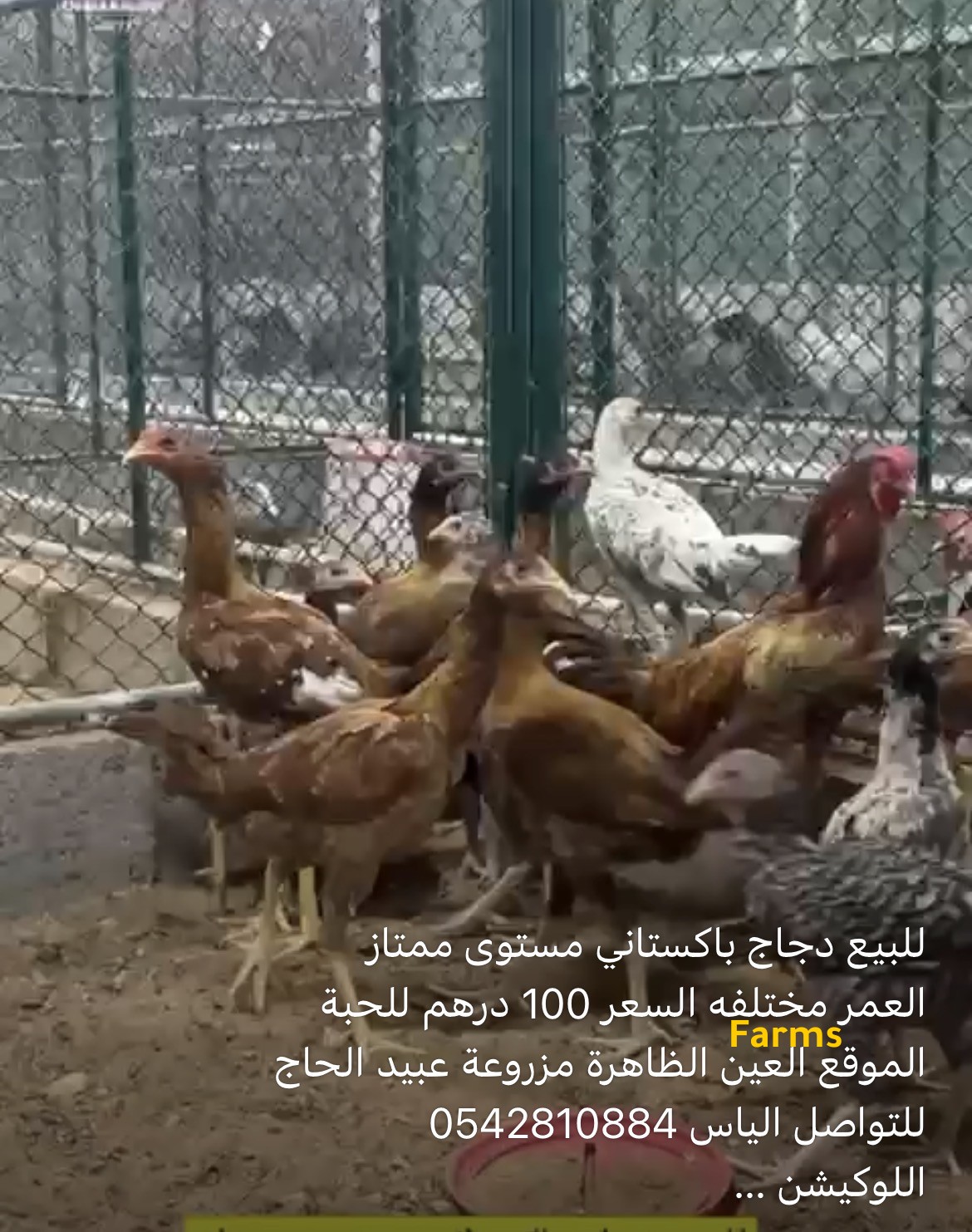 دجاج باكستاني