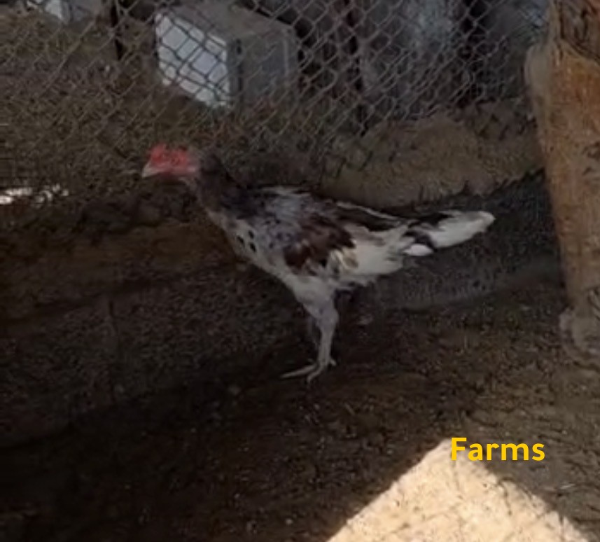 دياكه حبحب باكستاني عدد 2