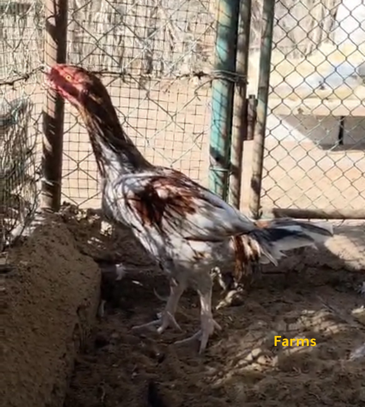 دياكه حبحب باكستاني عدد 2