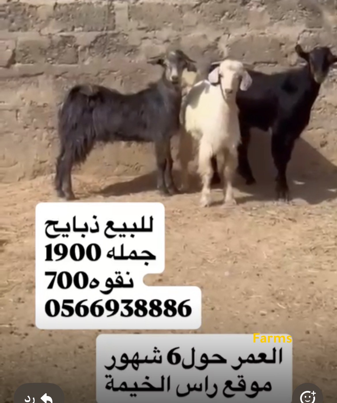 ذبايح للبيع