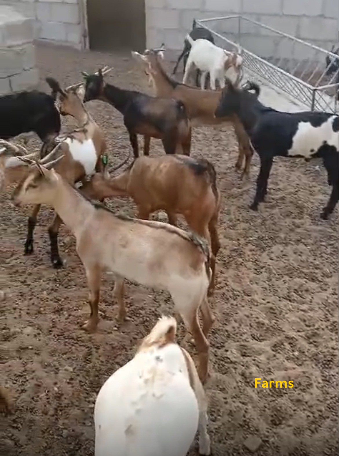 ذبايح تيوس للبيع
