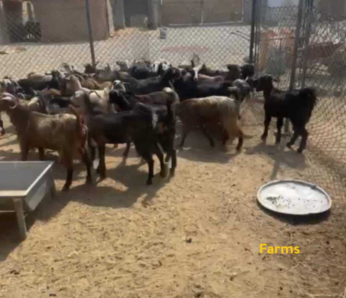 حلال ماعز 30 راس