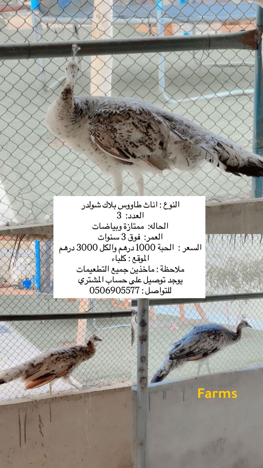 طاووس بلاك شولدر اناث