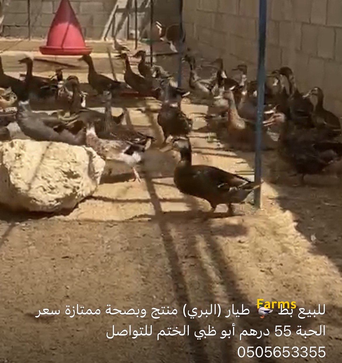للبيع بط طيار محلي