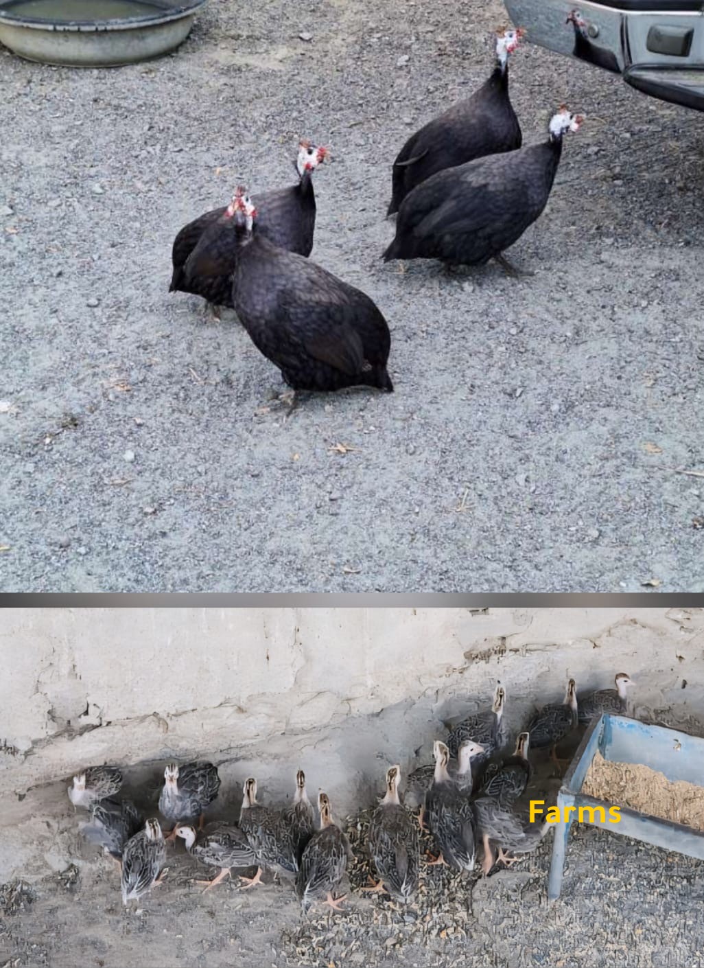 صيصان الخيبر الاسود