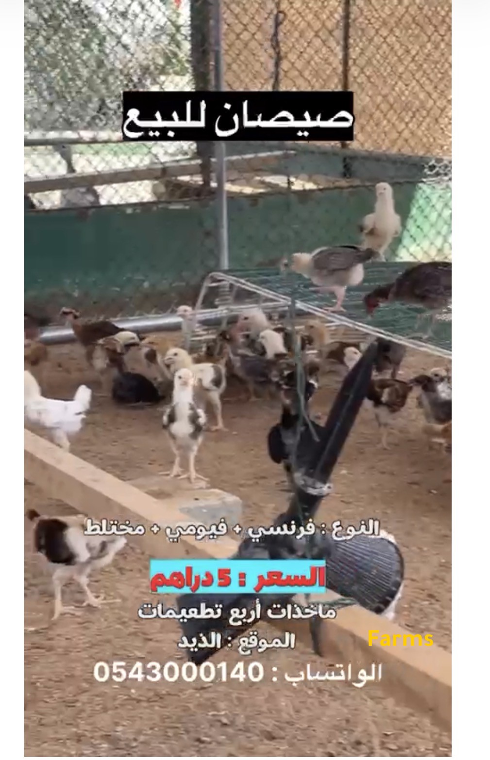 صيصان مكس للبيع