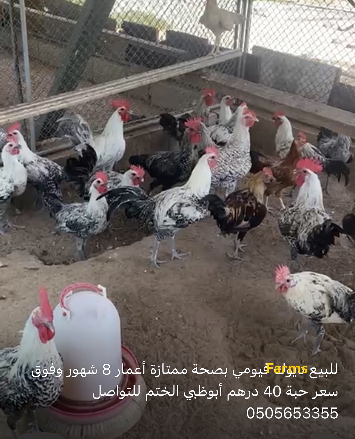 ديوك فيومي