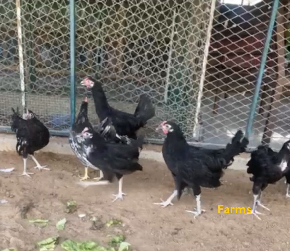 ديوك عربيه