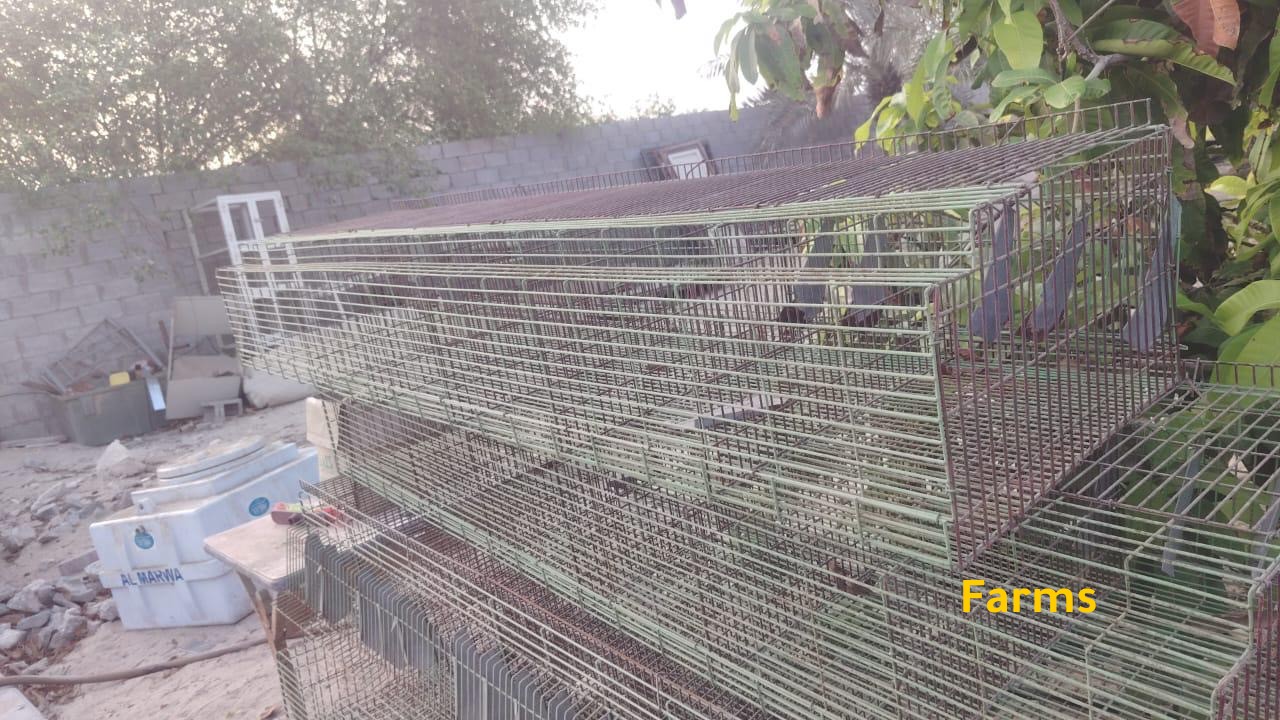 بطاريات ارانب جديده غير مستخدمه