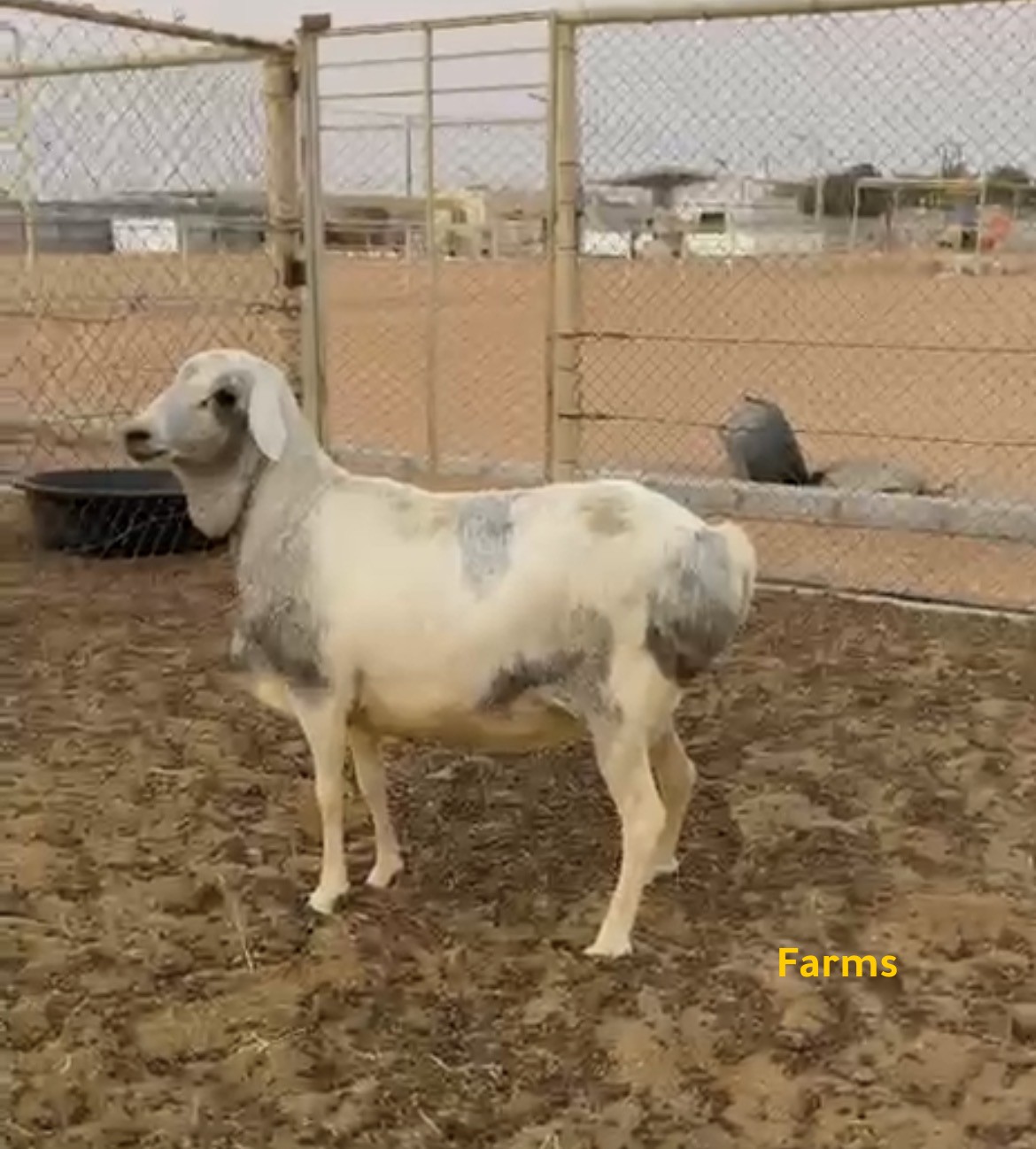 فحل ورخلتين بيرشن