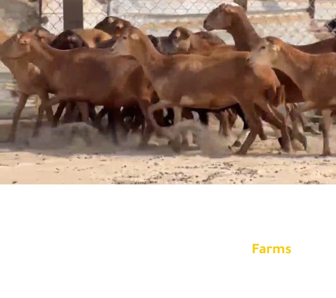 حلال حباصي مع فحل