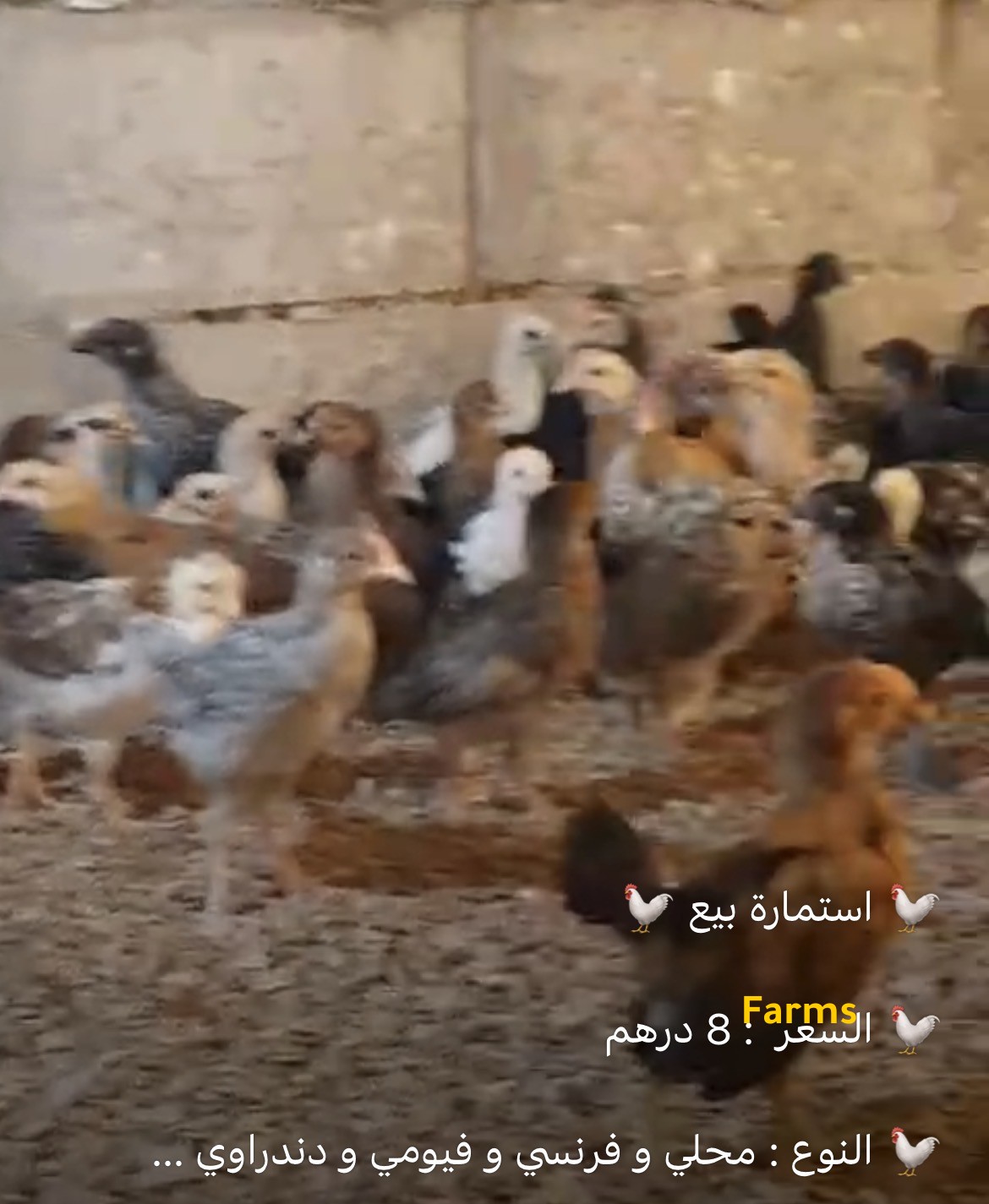 صيصان دجاج محلي وفرنسي