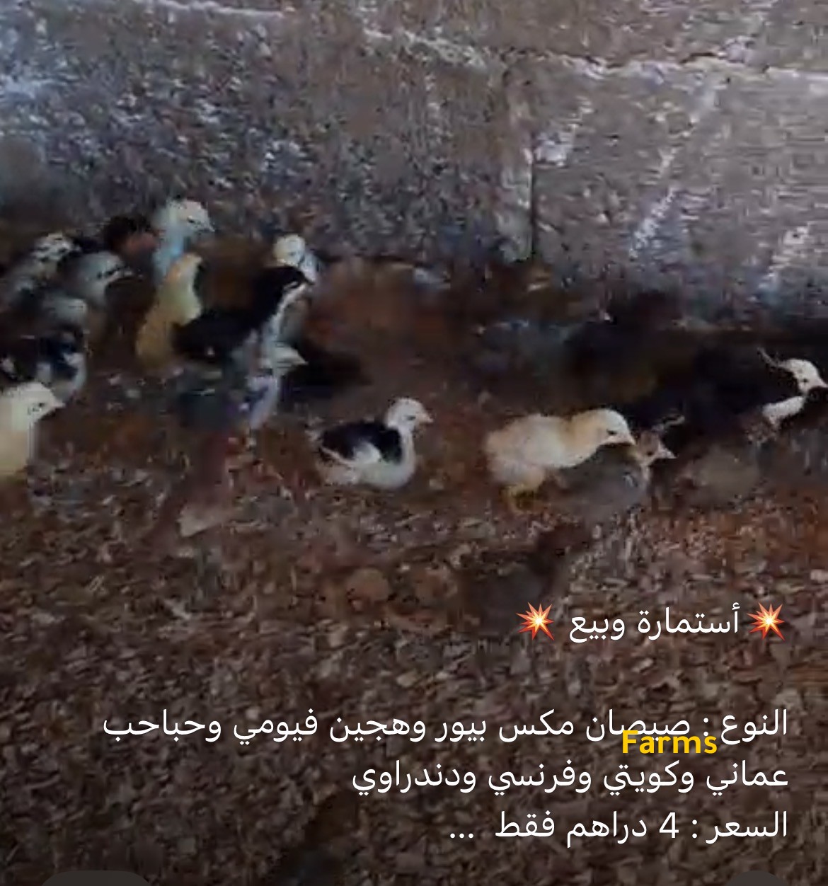 صيصان مكس محلي ودندراوي