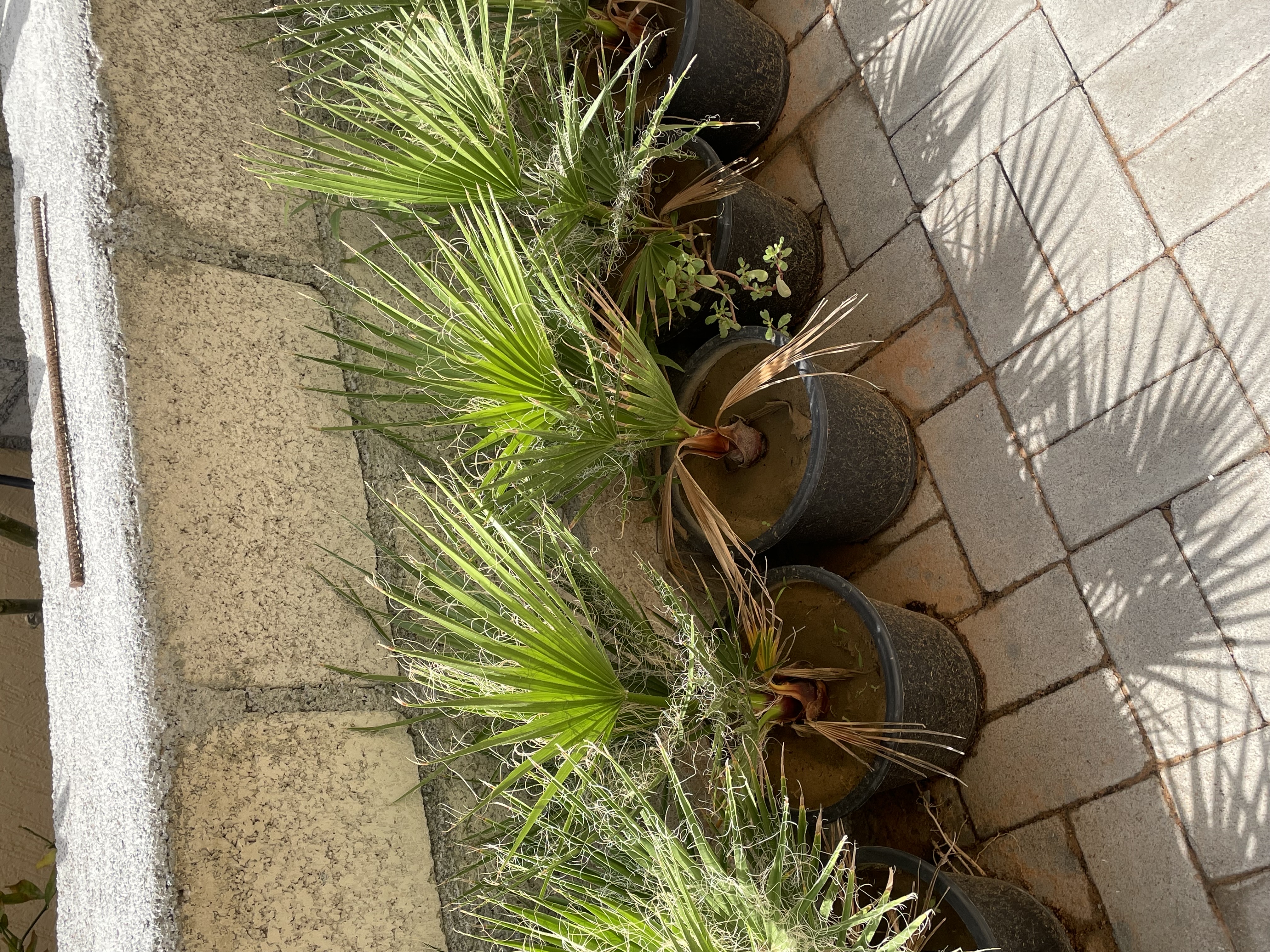 نخل واشنطن 
الارتفاع : 40cm
الكمية محدودة فقط  
السعر المطلوب : 75 درهم للحبه 
خدمة التوصيل متوفرة
الموقع : الفجيرة  منطقة: مسافي  

للتواصل : 0565887998 واتس أب فقط