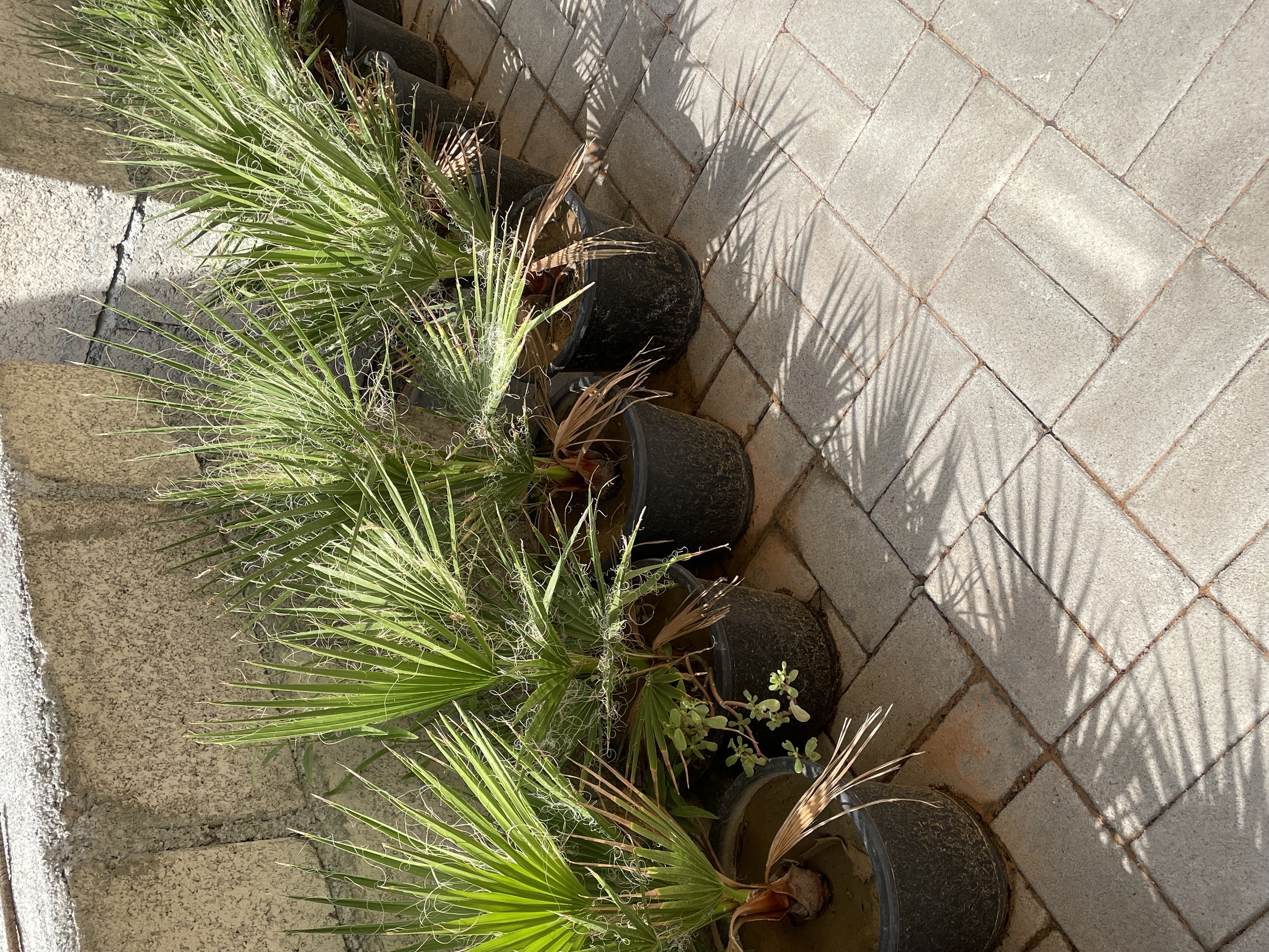 نخل واشنطن 
الارتفاع : 40cm
الكمية محدودة فقط  
السعر المطلوب : 75 درهم للحبه 
خدمة التوصيل متوفرة
الموقع : الفجيرة  منطقة: مسافي  

للتواصل : 0565887998 واتس أب فقط