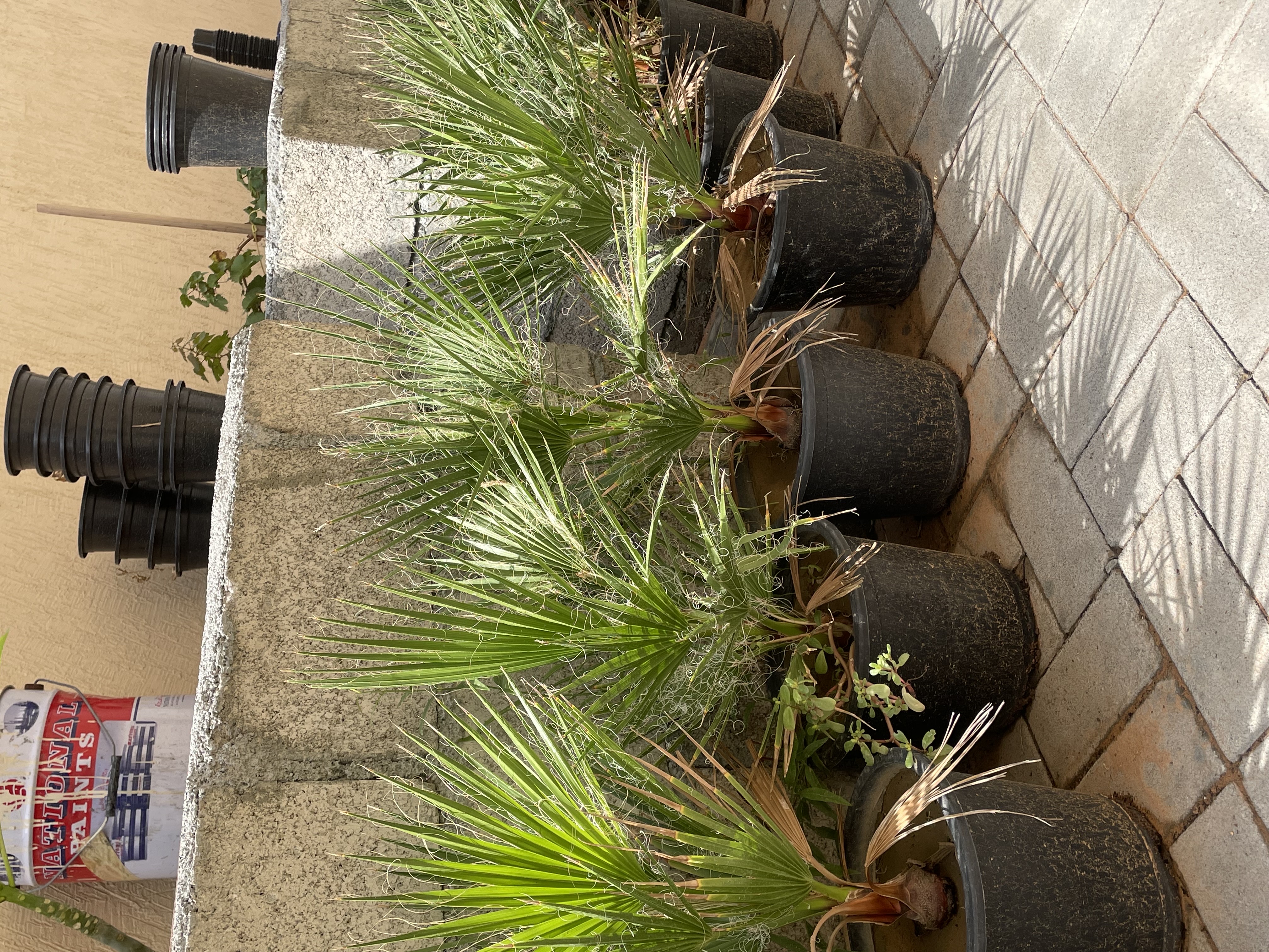 نخل واشنطن 
الارتفاع : 40cm
الكمية محدودة فقط  
السعر المطلوب : 75 درهم للحبه 
خدمة التوصيل متوفرة
الموقع : الفجيرة  منطقة: مسافي  

للتواصل : 0565887998 واتس أب فقط