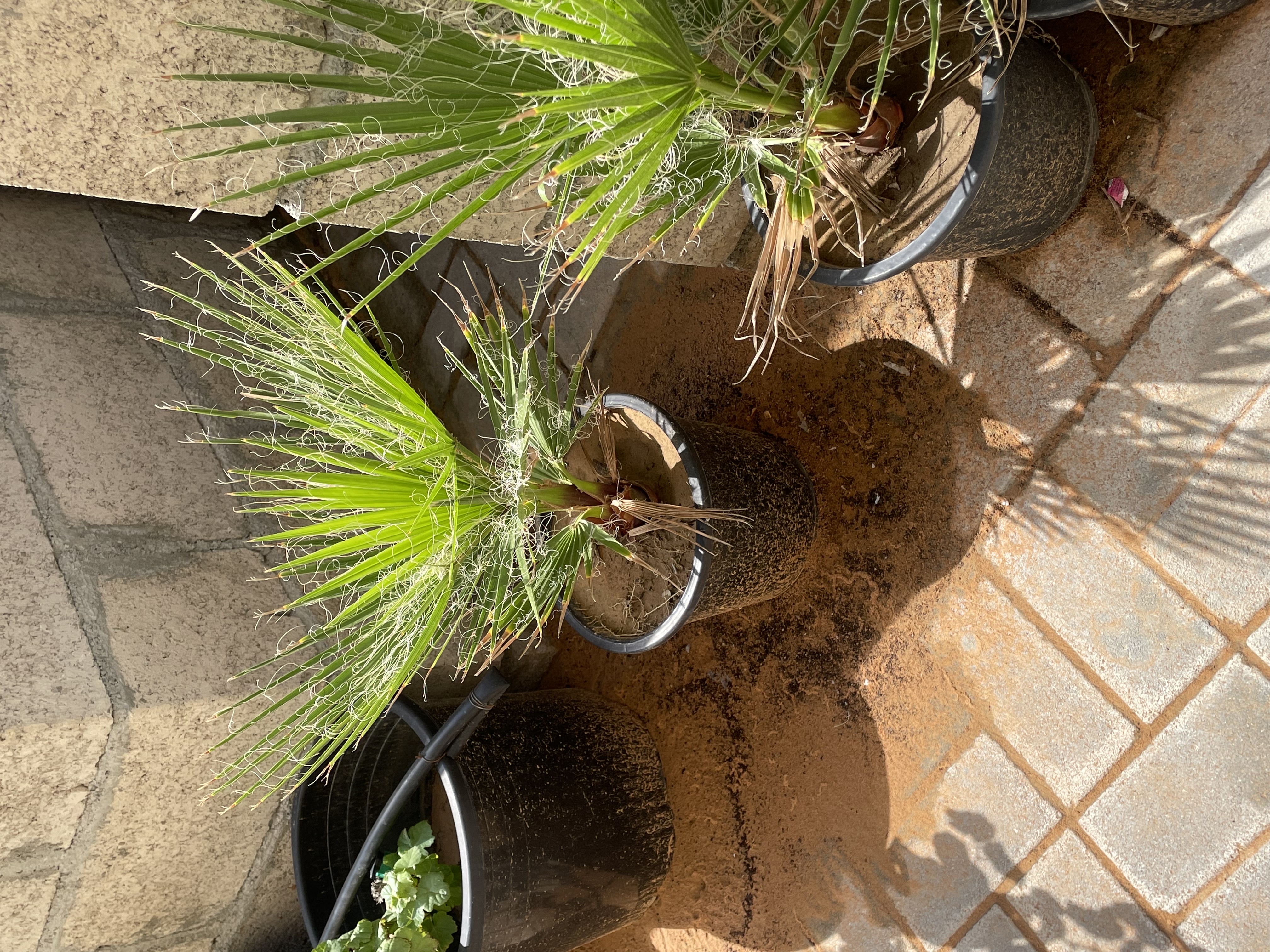 نخل واشنطن 
الارتفاع : 40cm
الكمية محدودة فقط  
السعر المطلوب : 75 درهم للحبه 
خدمة التوصيل متوفرة
الموقع : الفجيرة  منطقة: مسافي  

للتواصل : 0565887998 واتس أب فقط