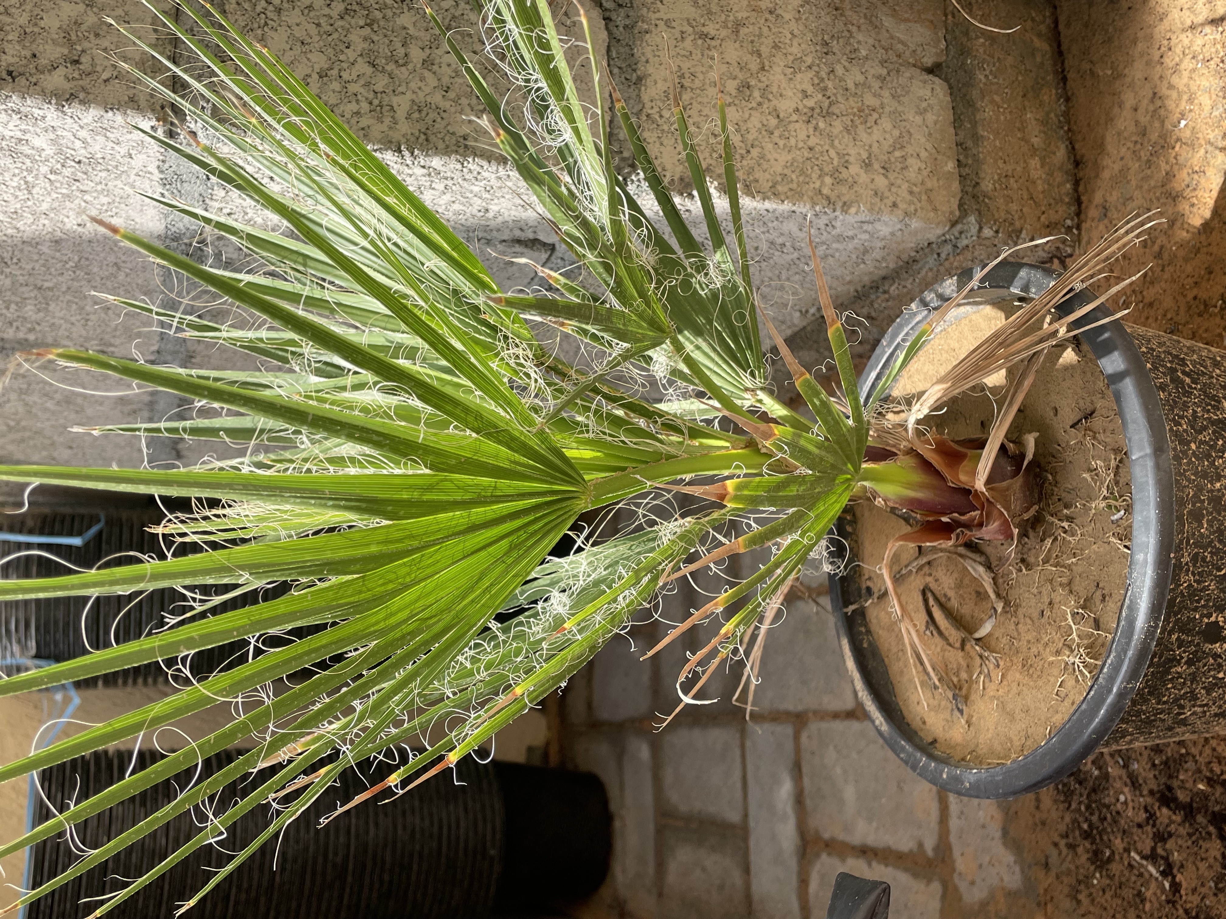 نخل واشنطن 
الارتفاع : 40cm
الكمية محدودة فقط  
السعر المطلوب : 75 درهم للحبه 
خدمة التوصيل متوفرة
الموقع : الفجيرة  منطقة: مسافي  

للتواصل : 0565887998 واتس أب فقط