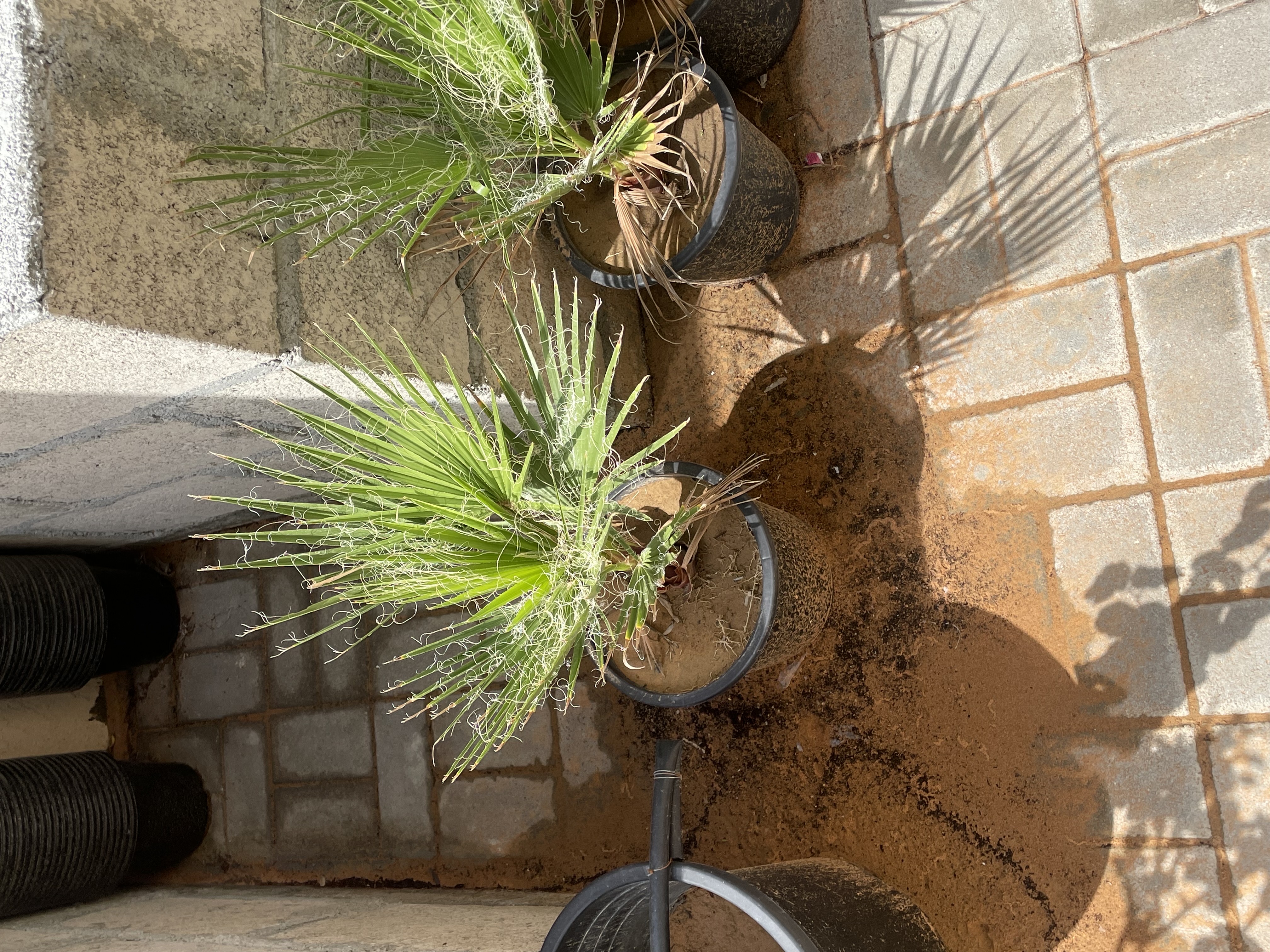 نخل واشنطن 
الارتفاع : 40cm
الكمية محدودة فقط  
السعر المطلوب : 75 درهم للحبه 
خدمة التوصيل متوفرة
الموقع : الفجيرة  منطقة: مسافي  

للتواصل : 0565887998 واتس أب فقط