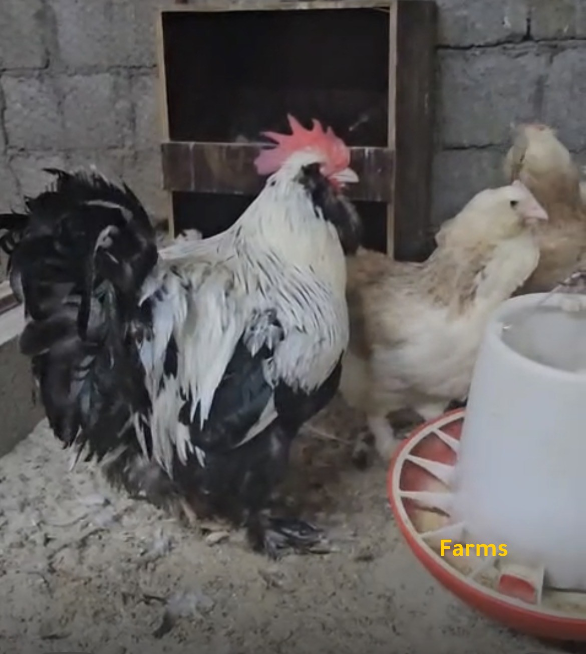 للبيع طقم دجاج فافرول