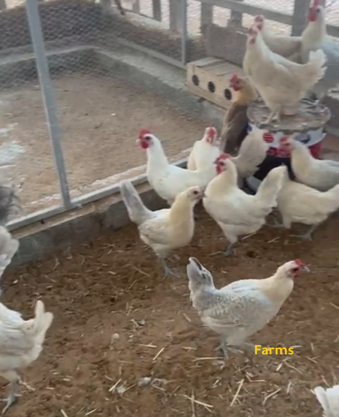 بيض دجاج فيومي مخصب