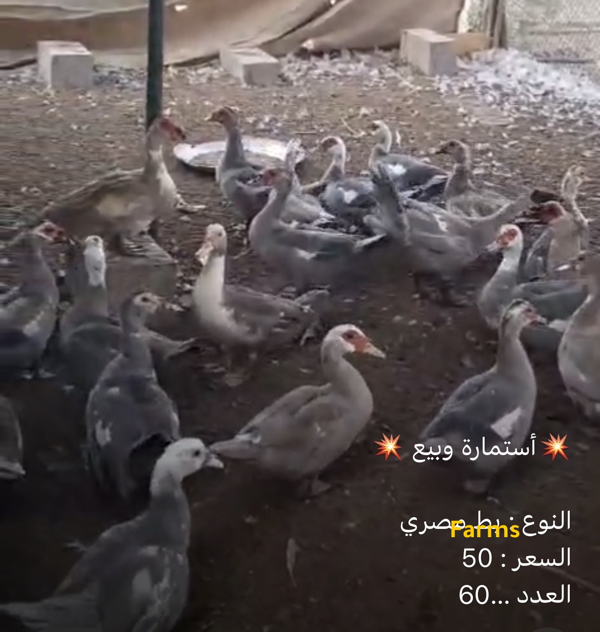 بط مصري للبيع