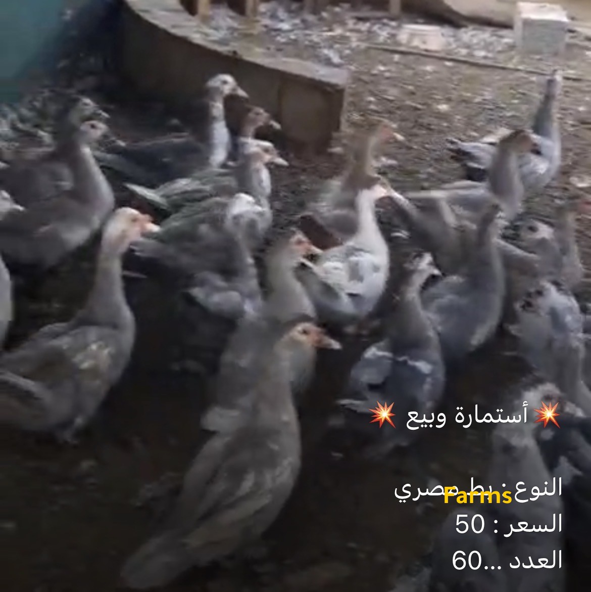 بط مصري للبيع