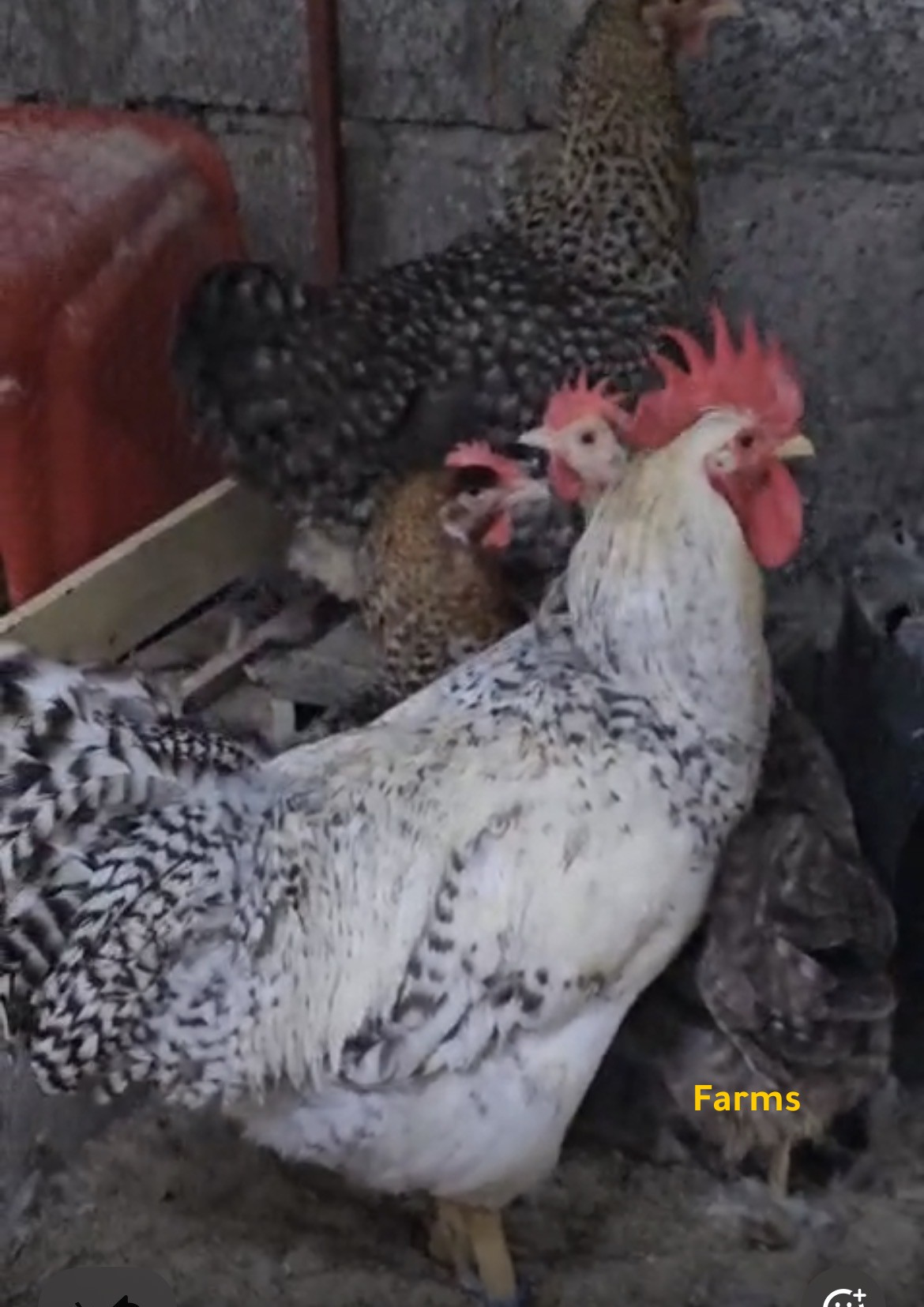 طقم بيلفيلدر العملاق للبيع