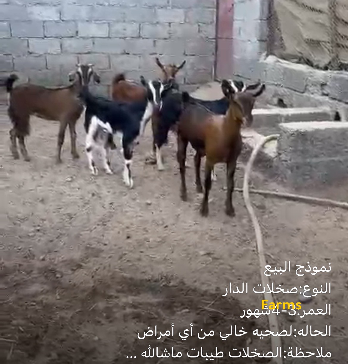 صخلات الدار