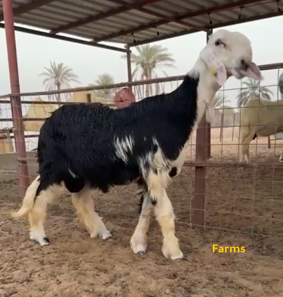 طلي نجدي للبيع