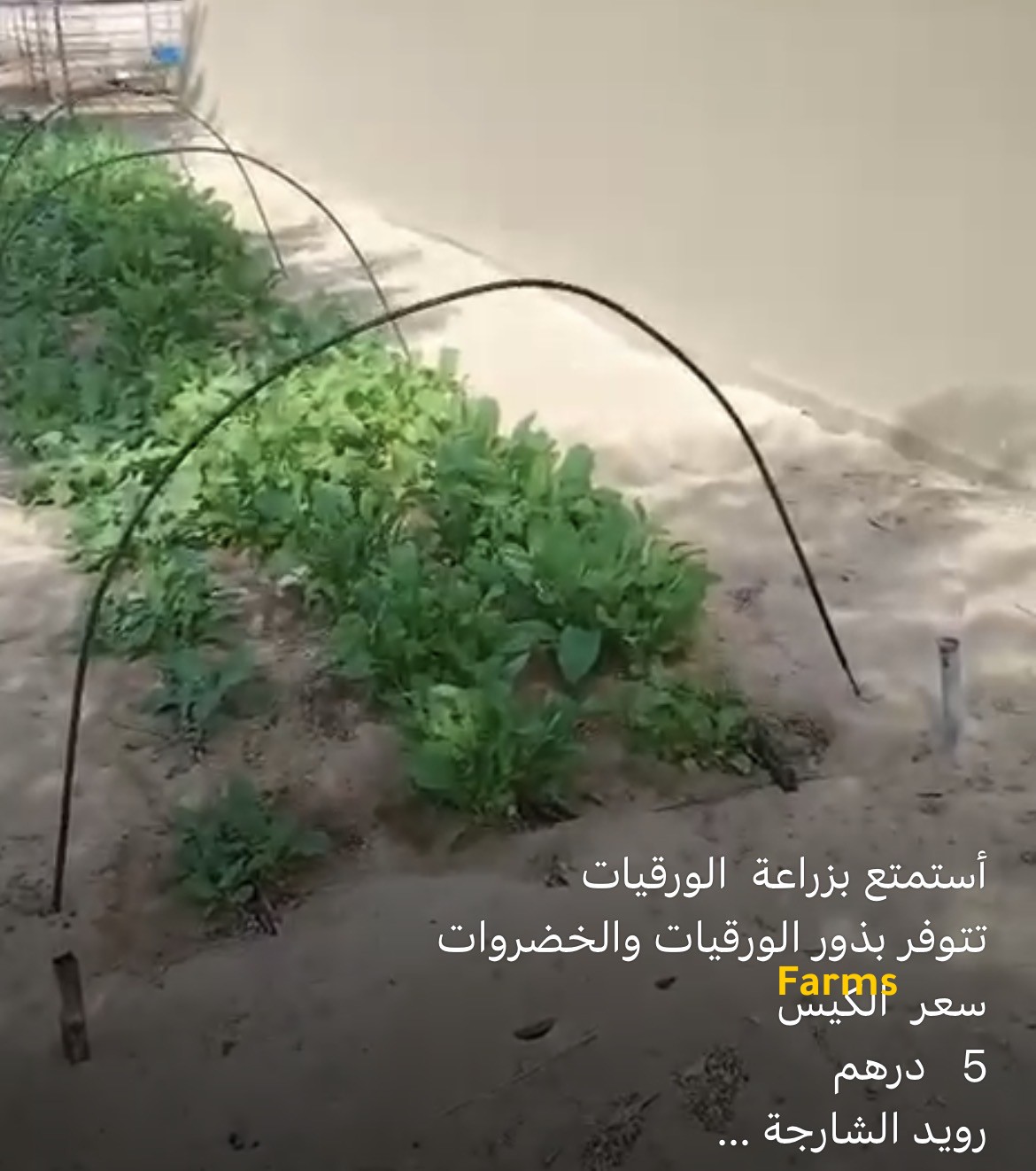 بذور ورقيات خس وبقدونس  ورويد