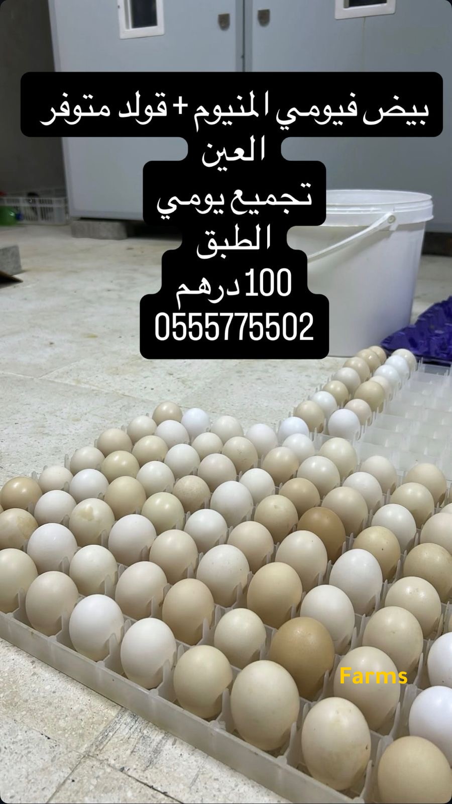 بيض دجاج فيومي المنيوم وقولد