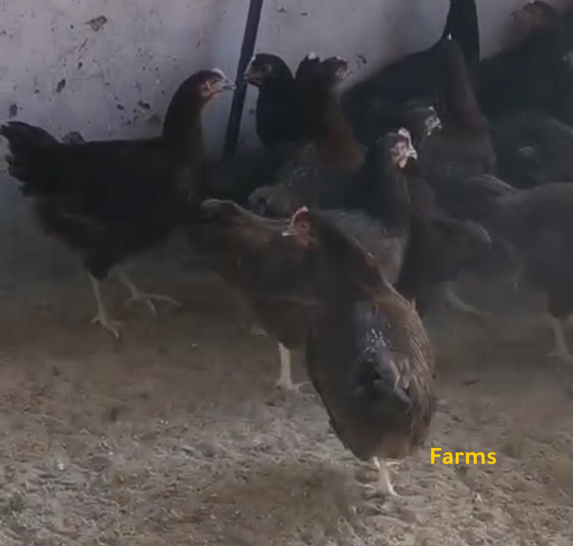 دجاج فرنسي العسلي للبيع