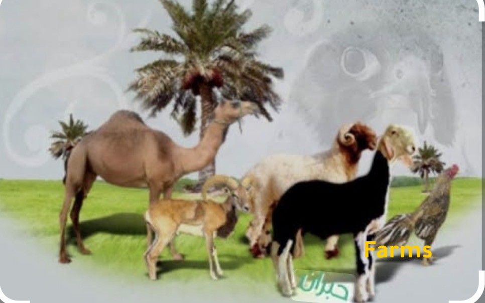 حلال الامارات