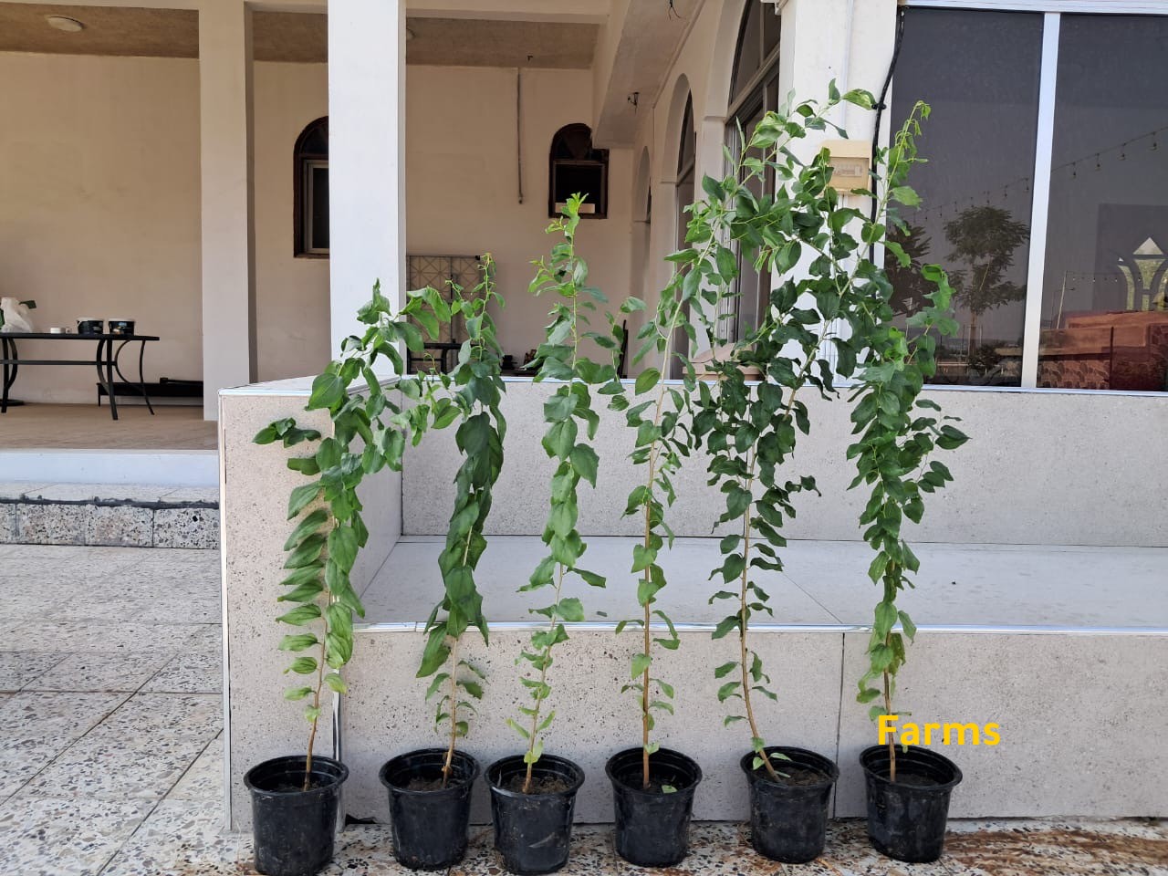 شتلات سدر محلي وغاف