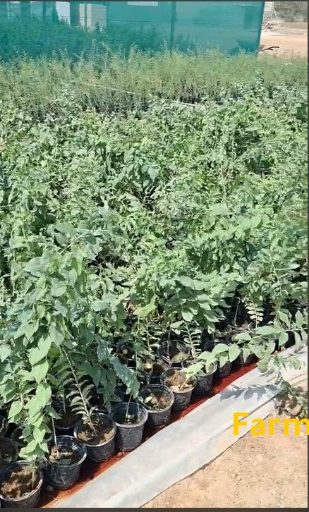 شتلات سدر محلي وغاف