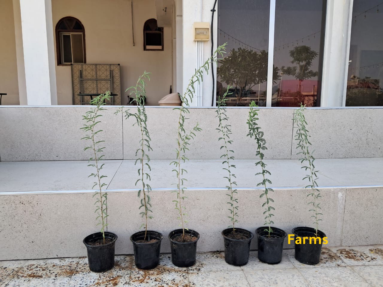 شتلات سدر محلي وغاف